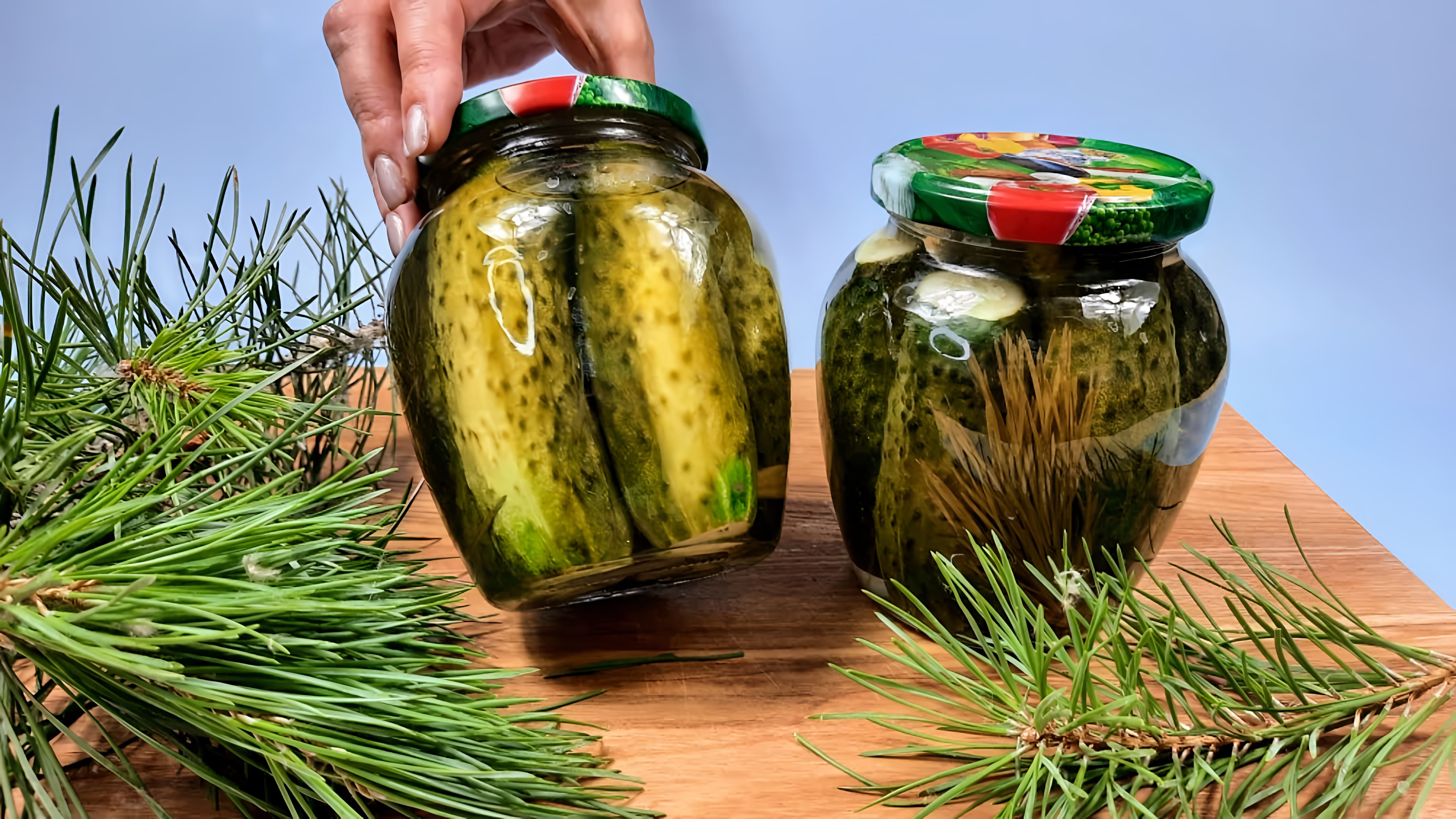 Видео: Этому рецепту НЕТ РАВНЫХ! Хвойные ОГУРЧИКИ на зиму! БЕЗУМНО вкусно и просто!