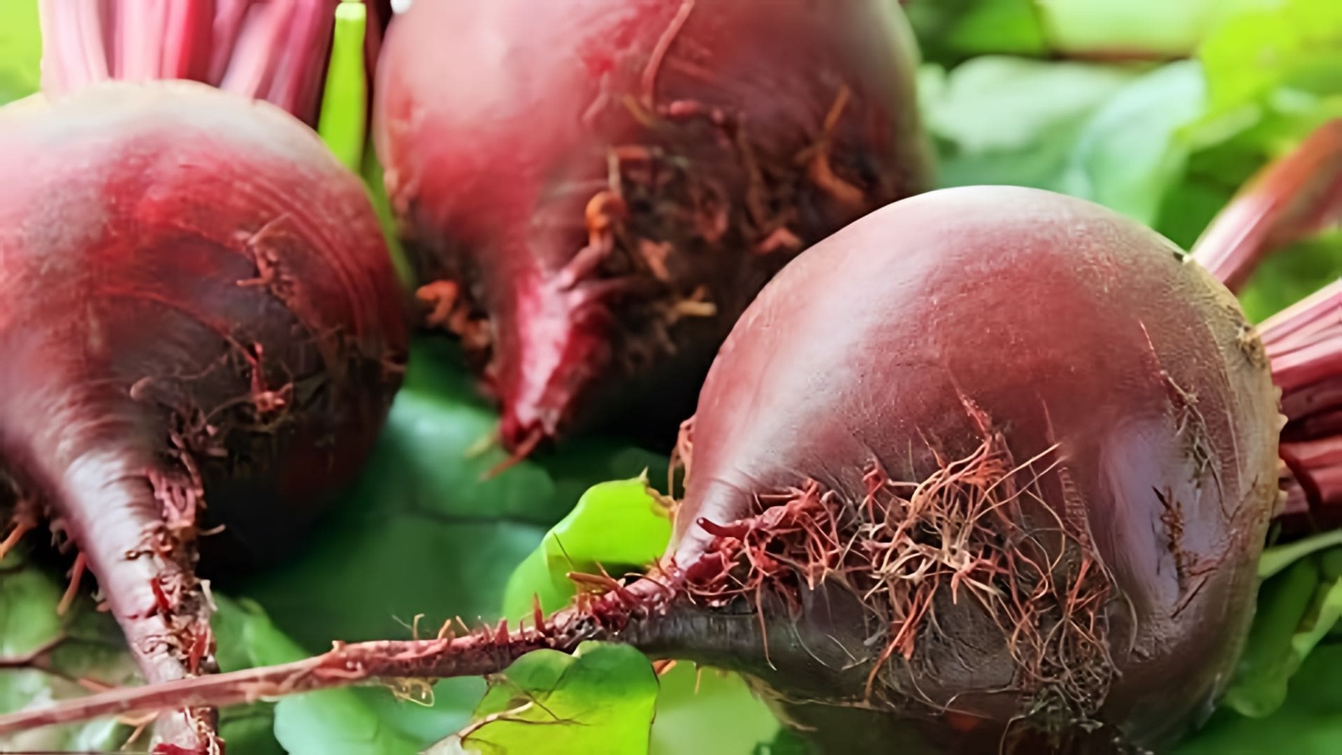 Видео: Как Быстро Сварить СВЕКЛУ .  Два способа.  How to cook the beets for 12 min.