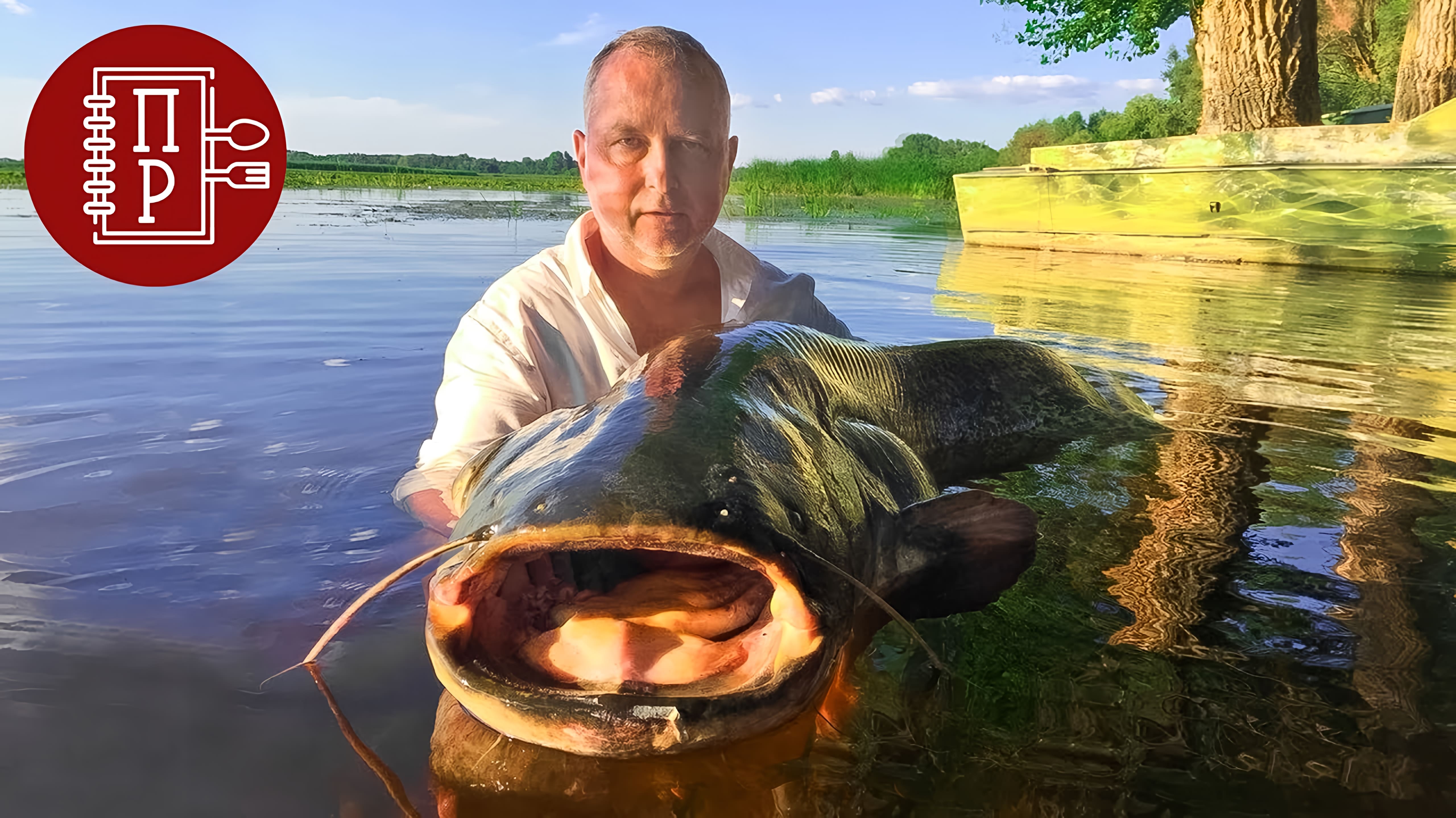 Видео: Уха на Дровах из Сома 60 кг! Рецепт Ухи от Рыбака